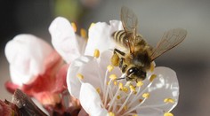 EÚ zachraňuje včely. Zakázala tri látky, ktoré ich ohrozujú