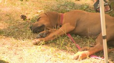 Ak vás čaká dovolenka so psom, nezabudnite na dôležité povinnosti