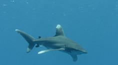 Egypťania sú vydesení z útokov žralokov, začali ich loviť vo veľkom. Odborníci varujú, že to môže mať fatálne následky