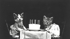 Storočné fotografie rozkošných mačiatok sú dodnes hitom. Aj bez internetu