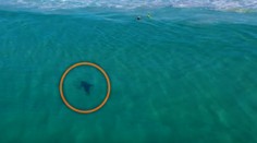 Hrozivé video z pláže: Žralok krúžil pár metrov od detí, ktoré sa hrali vo vode