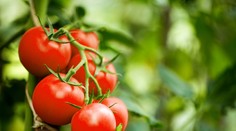 Máte veľa rajčín? Uvarte si na večeru tieto skvelé recepty