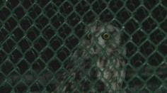 V minulosti sa niektoré Nového roka nedožili. Pozreli sme sa, ako zvládajú hlučné oslavy zvieratá v zoo