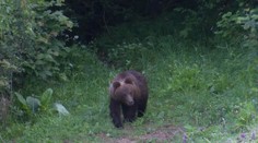 V Kľačne pri Prievidzi opäť vyčíňal medveď, po jeho návšteve našli jahňa roztrhané na kusy