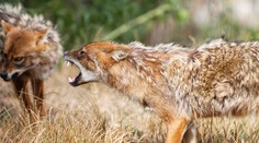 OBRAZOM: Väčšia ako líška, menšia ako vlk. V Česku sa šíri šelma z Balkánu, môže sa z nej stať hrozba
