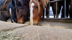 Desiatky koní v Muránskej planine nemajú nič isté. Ľudia už spustili petíciu