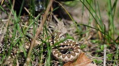 Hororové chvíle v Chorvátsku. Šesťročného chlapca pohrýzol najjedovatejší had Európy