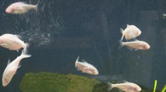 Nemožné sa stalo skutočnosťou. Vedci naučili ryby šoférovať