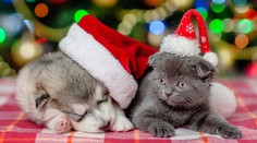 Za toto sa nám pes a mačka na Vianoce poďakujú