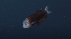 VIDEO: Priehľadná lebka odhaľuje obrovské zelené oči. Vedci nakrútili záhadnú rybu z hlbín