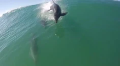 Zrážka cicavcov: Skákajúci delfín zostrelil surfistu