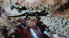 Príchod jari v Slovenskom krase? Toto stvorenie je toho dôkazom