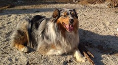 Veľká pátracia akcia na východe: Vyčerpaná rodina sa ani po troch dňoch nevzdáva