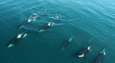 Skupina kosatiek potopila plachetnicu v Gibraltárskom prielive. Posádku musel zachraňovať ropný tanker