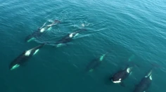 Skupina kosatiek potopila plachetnicu v Gibraltárskom prielive. Posádku musel zachraňovať ropný tanker