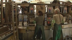 Horúčavy vplývajú aj na kvalitu mlieka: Zvieratá si počas nich užívajú sprchovanie