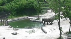 Zvieracia láska je nekonečná. Dospelé slony zachránili topiace sa sloníča