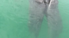 Príroda sa na tejto veľrybe „vyhrala": Ide o raritné siamské dvojčatá