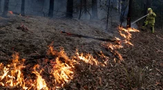 Pri lesnom požiari na Ukrajine zahynuli štyria ľudia, 110 budov bolo zničených