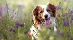 Prečo pes nakláňa hlavu, keď mu niečo hovoríte? Môže to mať hneď niekoľko dôvodov