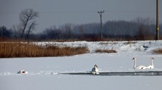 Vtáčia chrípka sa objavila v ďalšom regióne. Veterinárna správa nariadila viaceré opatrenia