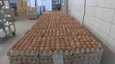 Vajcia sú stále nedostatkovým tovarom. Hydinári však majú dobré správy