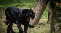 Po Liptovskom Mikuláši sa túla nebezpečné zviera. Veľká čierna šelma vystrašila ľudí