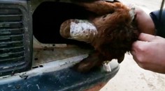 VIDEO: Neuveriteľné, kam pašeráci ukryli živé ovce. Colníci v Turecku niečo také ešte nezažili