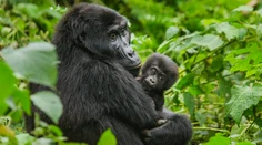 Baby boom v africkej divočine. Ohrozené gorily zaznamenali výrazný prírastok