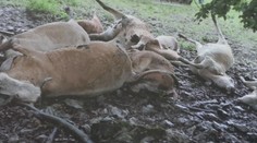 Zostali mu len oči pre plač. Majiteľovi družstva jeden blesk skántril značnú časť stáda