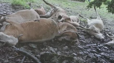 Zostali mu len oči pre plač. Majiteľovi družstva jeden blesk skántril značnú časť stáda