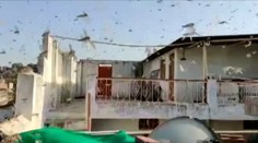 VIDEO: Indiu pustoší invázia kobyliek. Do krajiny prišli v obrovských počtoch