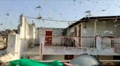 VIDEO: Indiu pustoší invázia kobyliek. Do krajiny prišli v obrovských počtoch