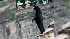 VIDEO: Medveď alebo človek v kostýme? Zábery z čínskej zoo vyvolali podozrenie z podvodu