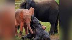 VIDEO: Vzácny ružový slon zachytený pri hre vo vodnom napájadle. Za jeho vzhľad môže dedičná porucha