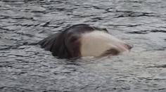 VIDEO: V Bilbau pláva hlava topiaceho sa dievčaťa, ľudia sú znepokojení