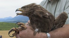 Slovenská orlica Anička na šesť rokov zmizla z dohľadu ochranárov. Teraz zistili, že žije a chystá sa na veľkú cestu