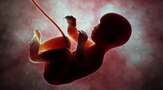 Prekvapivé zistenie! Srdce embrya začína biť skôr, ako sme si mysleli