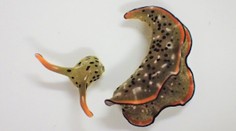 VIDEO: Vedci našli majstra regenerácie. Z oddelenej hlavy morského slimáka dorastie celé telo