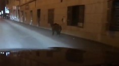 Po centre Bratislavy sa preháňal diviak