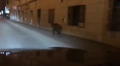 Po centre Bratislavy sa preháňal diviak