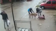 VIDEO: Hororový útok pitbulla. Dievčaťu (7) takmer odtrhol nohu, nepustil ju ani po kopancoch