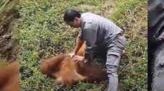 VIDEO: V ZOO sa topil orangutan, ošetrovateľ za ním skočil a resuscitoval ho