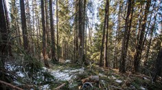 Lesoochranár Juraj Lukáč v našom rozhovore naštval lesníkov, tí tvrdia, že klame