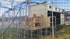 Veterina problém nevidela, policajti áno. Syn majiteľa slávneho českého cirkusu čelí vážnemu obvineniu