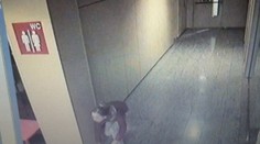 Zlodejka kradla v nákupnom centre bonsaje. Myslela si, že ju nikto nevidí