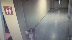 Zlodejka kradla v nákupnom centre bonsaje. Myslela si, že ju nikto nevidí