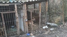 Chlapca (6) dohrýzol pes, ktorý preskočil plot. Matka ho našla v bezvedomí