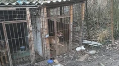 Chlapca (6) dohrýzol pes, ktorý preskočil plot. Matka ho našla v bezvedomí