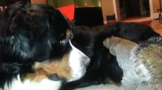 Úžasné video veveričky so psom. Skrýva si v ňom jedlo